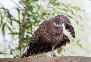 grey peacock-pheasant