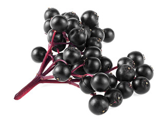 Branch of fresh black elderberry fruit isolated on a white background. Healing berries of Sambucus....