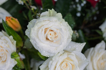 Bouquet of white roses showing purity and elegance with water drops