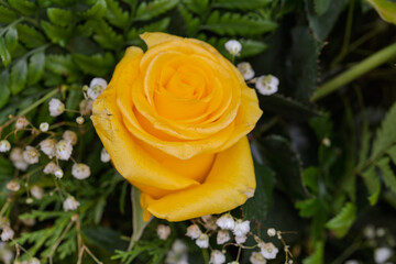 Bright yellow rose blooming in a lush green bouquet
