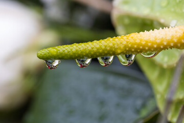 Water droplets hanging from a vibrant green plant stem