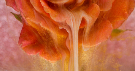 Blossom paint. Fluid ink. Defocused red golden color rose plant water nature liquid mist drip...