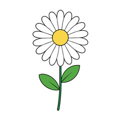 aster flower on a white background.