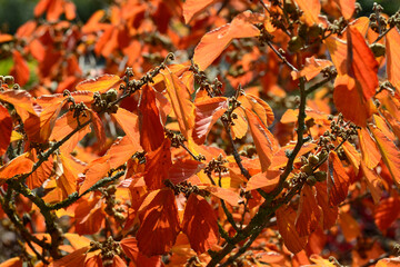 Großblütige Zaubernuß, Hamamelis x intermedia-Primavera