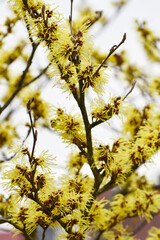 Zaubernuß, Japanische Zaubernuß, Hamamelis japonica