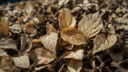 Dry and Withered Brown Leaves Forming a Pile 