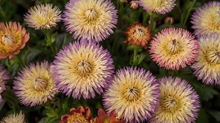 Close-up View of Soft and Fluffy Pastel Flowers