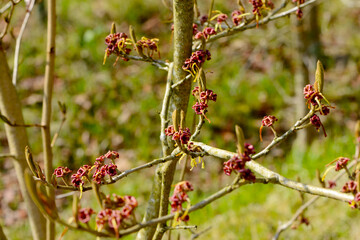 Japanische Zaubernuß, Hamamelis japonica