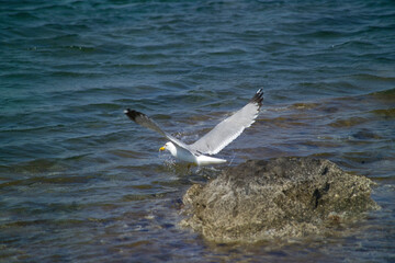 Yellow-legged Gull - Larus michahellis - two summer adults on the rock, take off and flying, Seagulls, Herring Gull (Larus cachinnans) Asinara Island National Park. Porto Torres. Sardinia. Italy