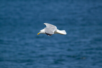 Yellow-legged Gull - Larus michahellis - two summer adults on the rock, take off and flying, Seagulls, Herring Gull (Larus cachinnans) Asinara Island National Park. Porto Torres. Sardinia. Italy
