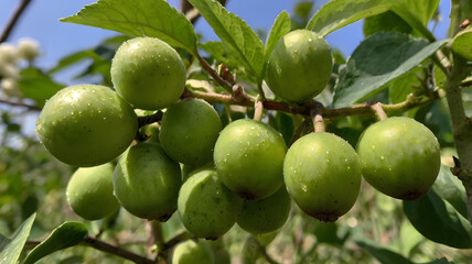 Green Fruits Growing on a Tree Branch