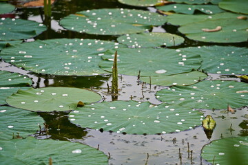 Large lotus leaves on the surface of the pond.