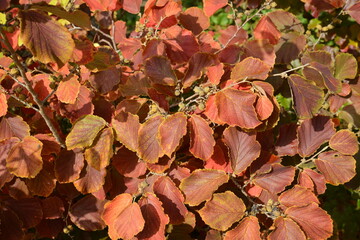 Zaubernuß, Hamamelis, Sorten im Herbstlaub