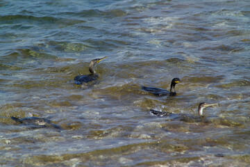 Fototapeta premium cormorants swimming on the water, adult Great Cormorant. Phalacrocorax carbo, Alghero, Sardinia, Italy 