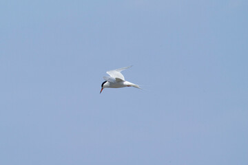 A Common Tern (Sterna hirundo) standing beside the sea. Stintino, Sardinia, Italy