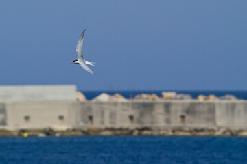 A Common Tern (Sterna hirundo) standing beside the sea. Stintino, Sardinia, Italy