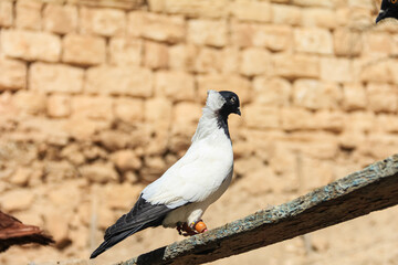 Pigeon Perched on a Rock Background Outdoors in Natural Light