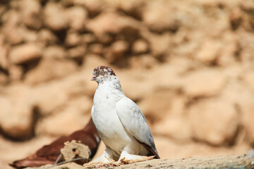 Pigeon Perched on a Rock Background Outdoors in Natural Light