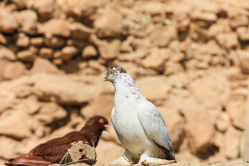 Pigeon Perched on a Rock Background Outdoors in Natural Light