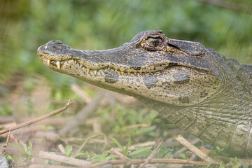 Black Caiman Yacaré portrait in Esteros del Ibera marshland wetland National Park in Corrientes, Argentina (Caiman Yacare)