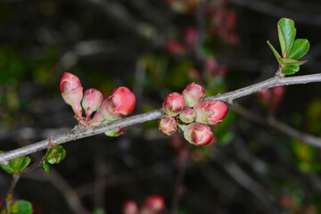 Japanische Zierquitte; Chaenomeles japonica