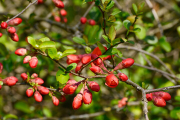 Japanische Zierquitte; Chaenomeles japonica