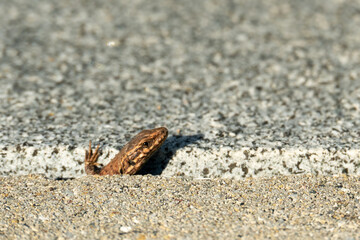 a lizard peeks out from a gap between concrete and granite