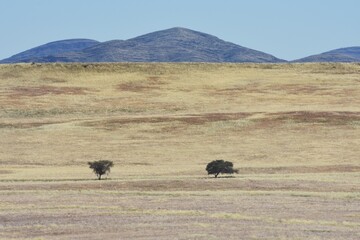 Obraz premium Landschaft in der Namib nach der Regenzeit