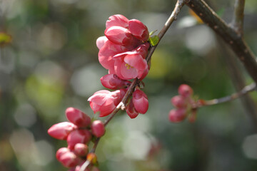 Japanische Zierquitte; Chaenomeles japonica
