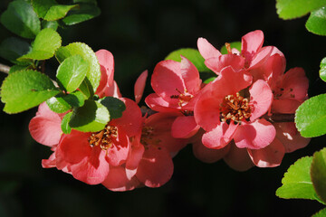 Japanische Zierquitte; Chaenomeles japonica