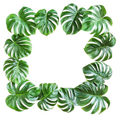 frame of green monstera leaves