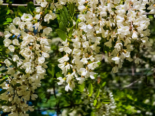 Beautiful white flowers of the white acacia Robinia pseudoacacia, a flowering acacia tree with flowers in form of inflorescences