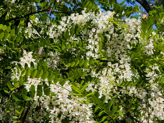 In the spring, white acacia Robinia pseudoacacia blossoms in the wild
