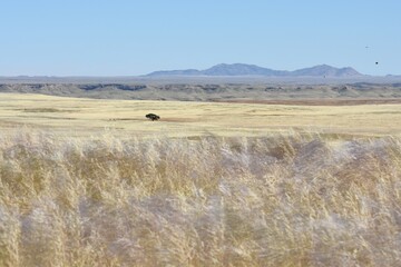 Obraz premium Landschaft in der Namib nach der Regenzeit