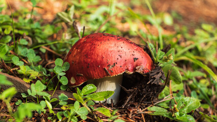 A single, bright red mushroom with white spots on its cap emerges from a bed of green leaves and pine needles on the forest floor.