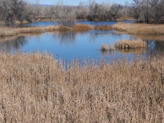 Fototapeta premium Marshland with Cattails in early spring, Colorado