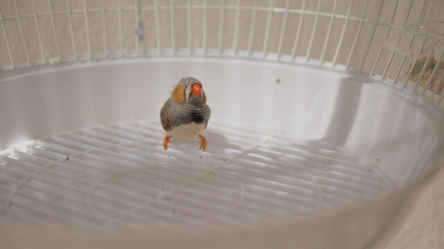 Zebra finch rotating in cage