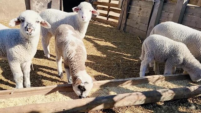 ittle lambs on the farm eating