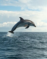Playful Dolphin Leaps Joyfully Out of Ocean Water Against a Sky with Clouds, Aquatic Mammal Wildlife