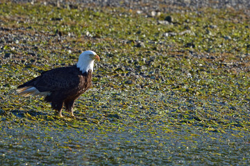 bald eagle