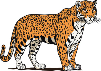 Vector, colorful illustration of a jaguar