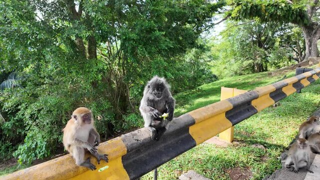 a family of silvered leaf monkey or silvery lutung in a street