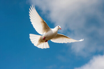 Obraz premium white dove soaring gracefully through a clear blue sky, symbolizing peace and freedom.