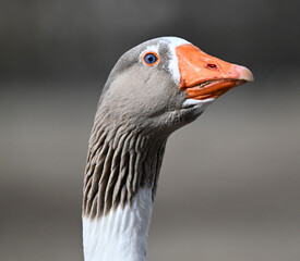 una oca en un lago en españa © alberto