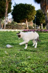 Obraz premium Cat chasing ball, balloon feline, have fun, jump