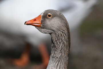 una oca en un lago en españa © alberto