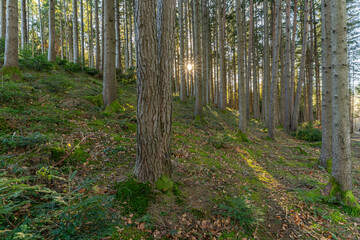 Obraz premium Nutzwald mit Sonnentern