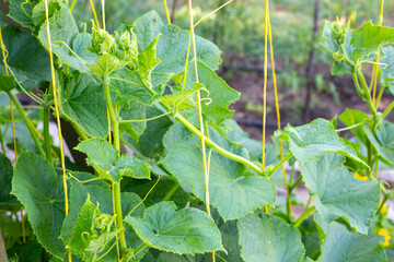 Vertical bed with cucumbers hanging on a trellis. Growing vegetables in the garden.