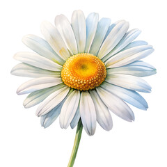 Fototapeta premium Daisy's Delight: A close-up depiction of a vibrant daisy flower in full bloom, showcasing its radiant yellow center and pristine white petals.