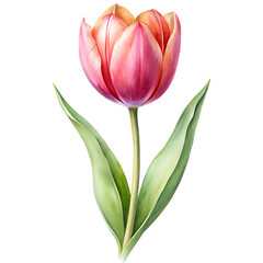 Fototapeta premium Tulip in Bloom: Capturing the vibrant beauty of a single tulip, its delicate petals unfold in a burst of color, the epitome of springtime freshness and natural elegance. 